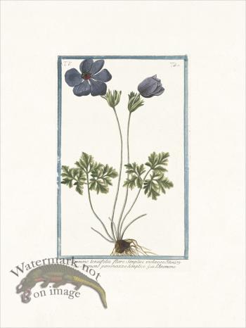 Bonelli 433 Purple Anymone